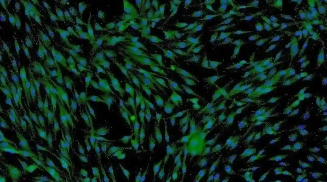 “熟蛋返生”全网炸屏，干细胞有话要说