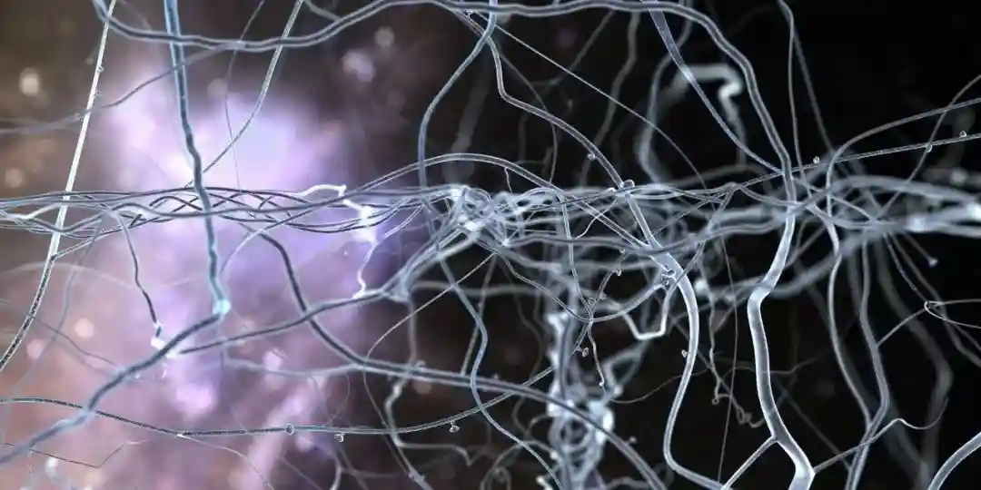 神经干细胞“再生”不是梦