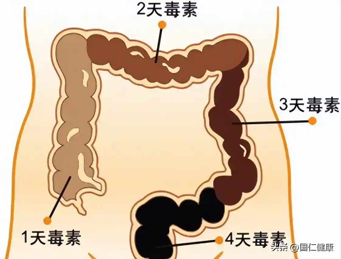 参与新陈代谢的六大器官