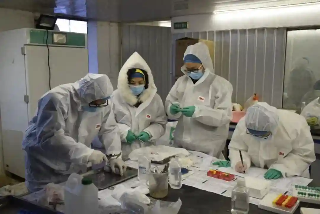 “华羊芯”——何以选出最好的羊？