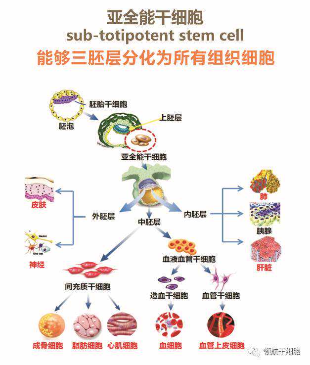 华侨大学陈新芽同学荣获2021年度“中国大学生自强之星”