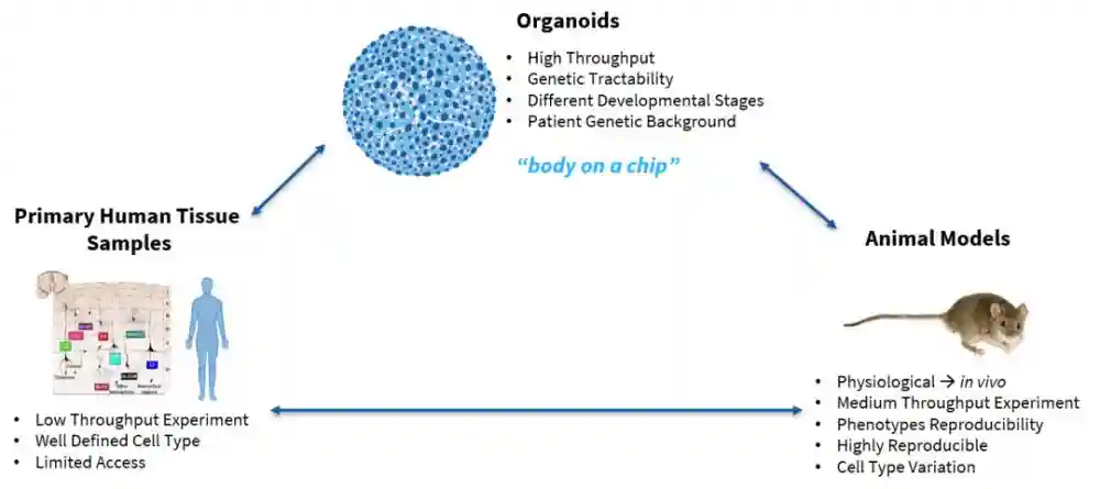 一份研报：读懂类器官行业