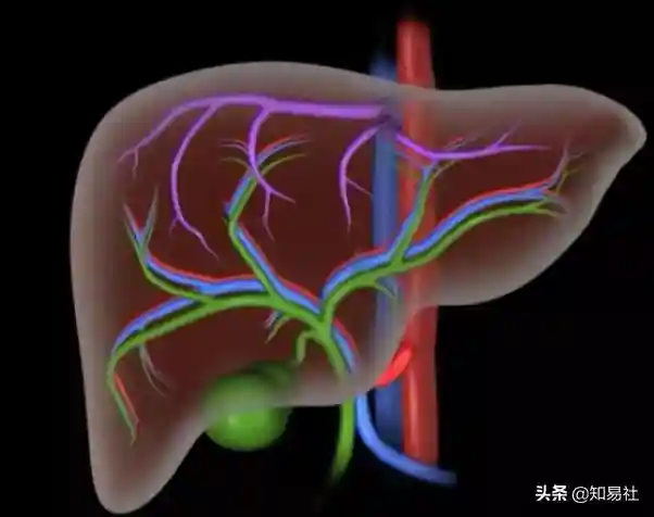 医学科普视频 | 你绝对没见过的肝脏微观图