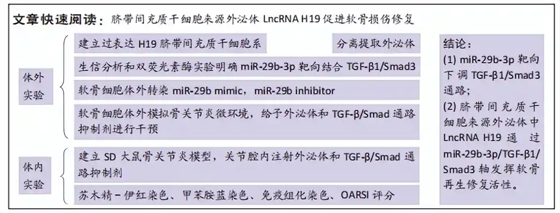 脐带间充质干细胞外泌体LncRNA H19修复软骨损伤的机制