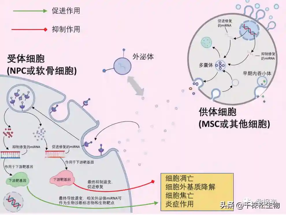 外泌体 miRNA 参与脊柱关节退行性疾病修复的机制综述