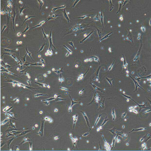 每日好书推荐——《人体简史》