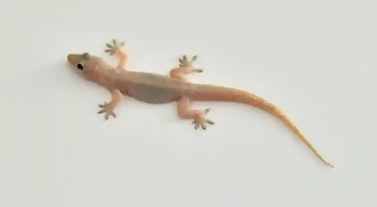 为什么人类的器官失去后，不能像有些动物那样再生长出来？