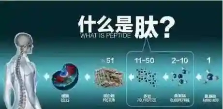 人体不可缺少的物质——肽