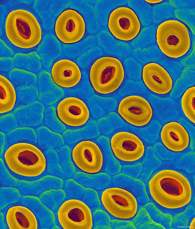 从迎接新生到拯救新生！平潭女生捐献造血干细胞挽救患儿生命