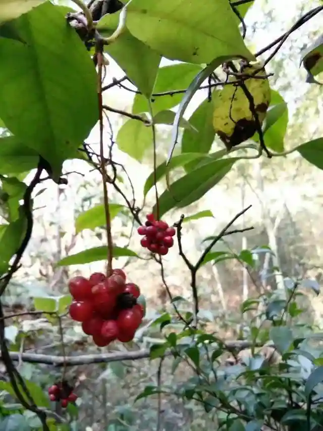 可用于降转氨酶、保护肝细胞，适应各种肝病的中草药―野生五味子