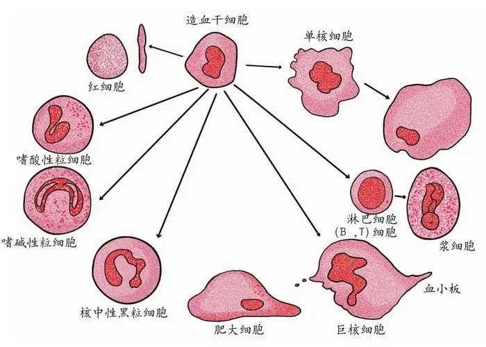 干细胞开发是黑洞？这家公司却做到了Ⅲ期临床 | 光影