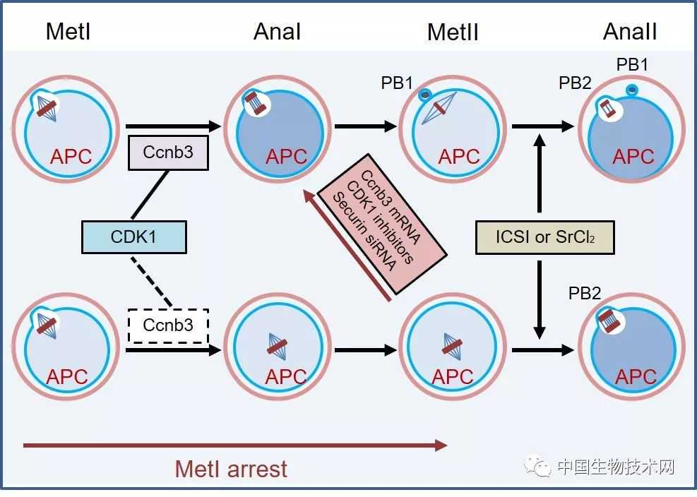 第九届全国科普讲解大赛在穗举办，249名选手“云端”争霸齐献科普大餐