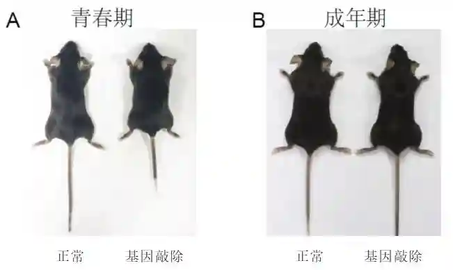 揭秘骨骼生长的“幕后推手”