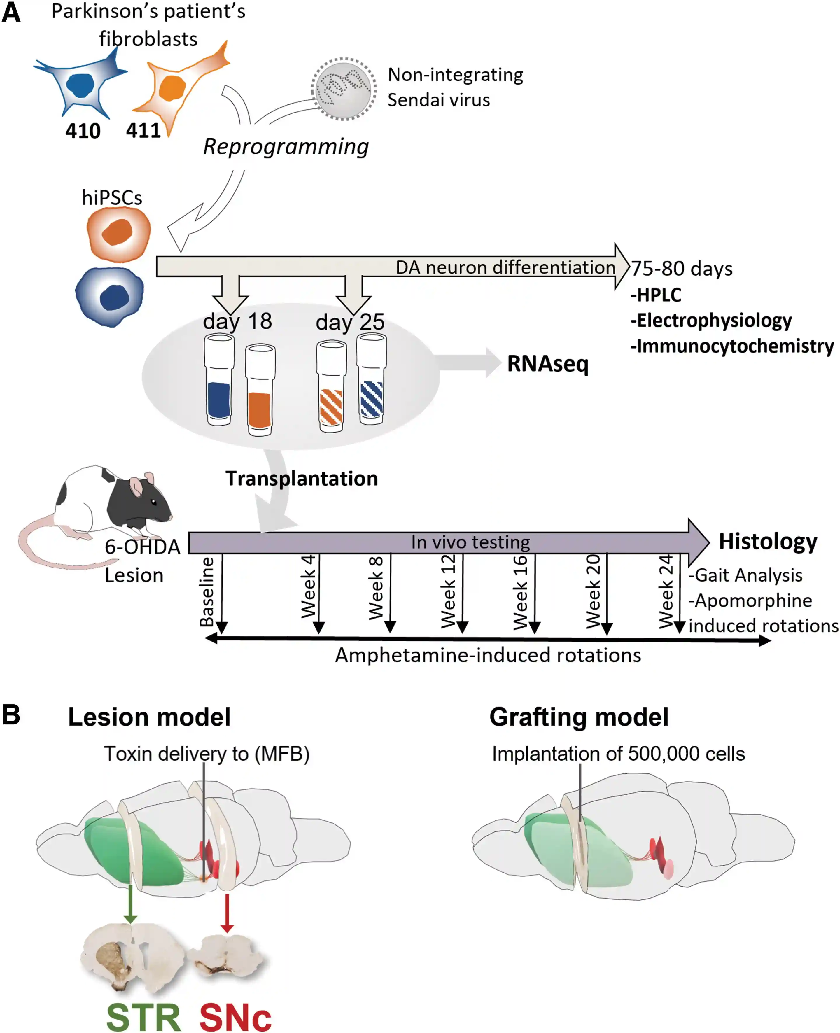 自体生长干细胞可修复帕金森损伤