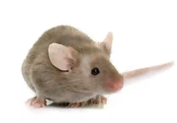 鼠年扒一扒“小白鼠”如何疯狂拯救人类