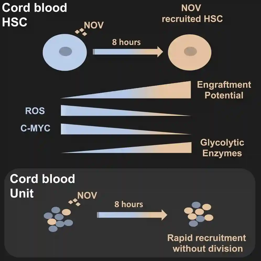 Cell Stem Cell | Nov/CCN3能够增强脐带血移植能力